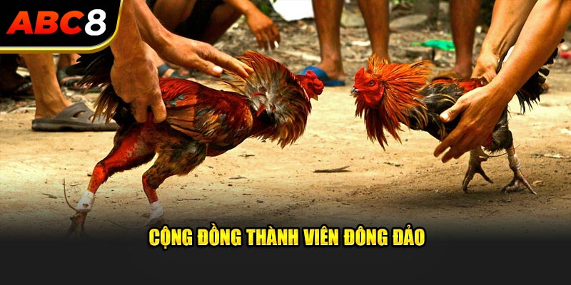 Cộng đồng thành viên đông đảo