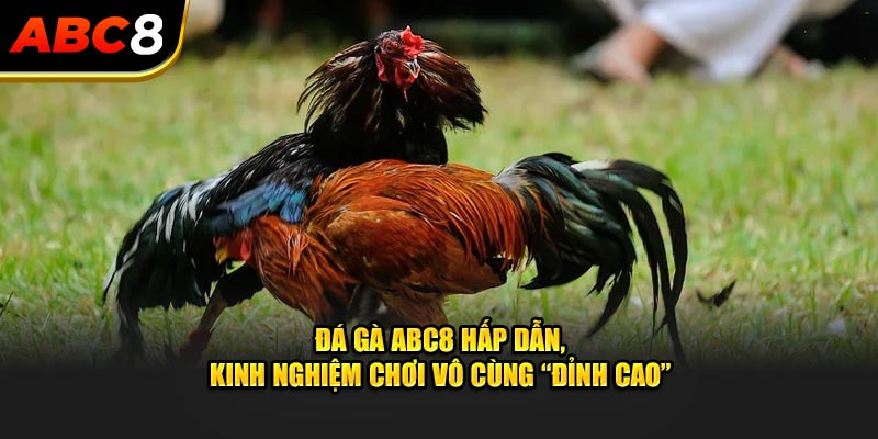 da-ga-abc8-hap-dan-kinh-nghiem-choi-vo-cung-“dinh-cao”