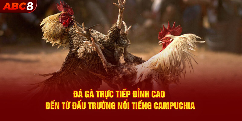 Đá gà trực tiếp đỉnh cao đến từ đấu trường nổi tiếng Campuchia