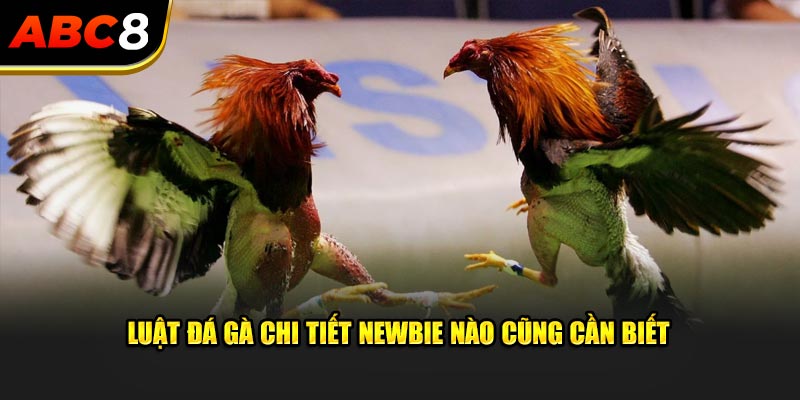 Luật đá gà chi tiết newbie nào cũng cần biết 