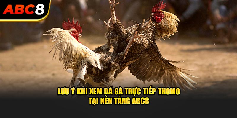 Lưu ý khi xem đá gà trực tiếp Thomo tại nền tảng ABC8