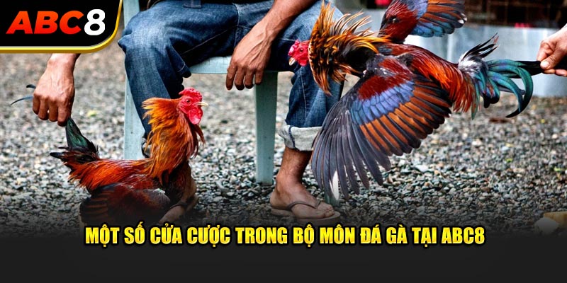 Một số cửa cược trong bộ môn chọi kê tại ABC8