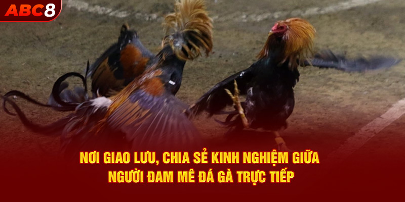 Nơi giao lưu, chia sẻ kinh nghiệm giữa người đam mê đá gà trực tiếp