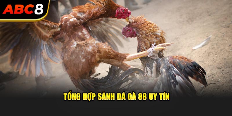 Tổng hợp sảnh đá gà 88 uy tín