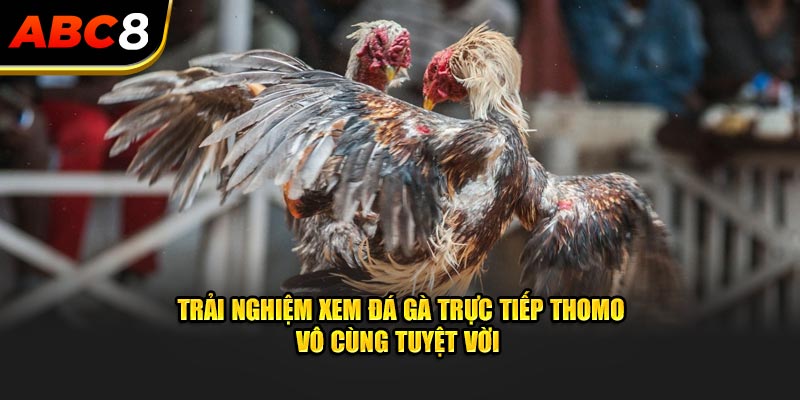 Trải nghiệm xem đá gà trực tiếp Thomo vô cùng tuyệt vời 