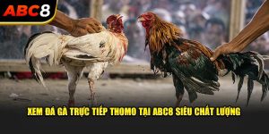 xem-da-ga-truc-tiep-thomo-tai-abc8-sieu-chat-luong-